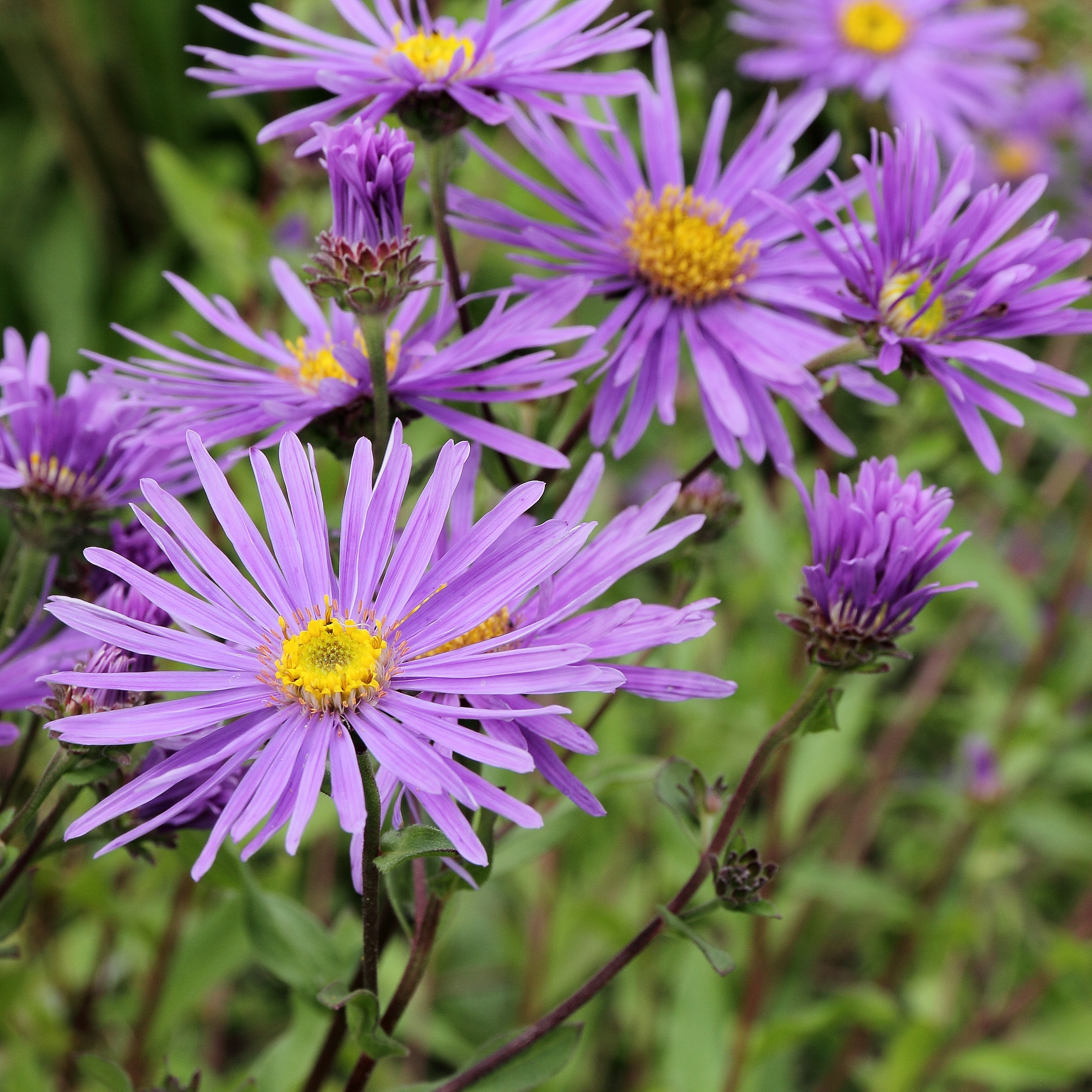 گل ستاره ایتالیایی